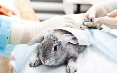 Kenapa Kelinci dan Tikus Sering Dijadikan Bahan Percobaan?