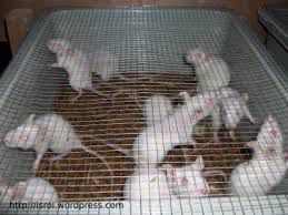 Animal-House ruang-Antenatal-Care-ANC